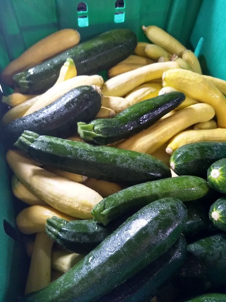 Summer Squash